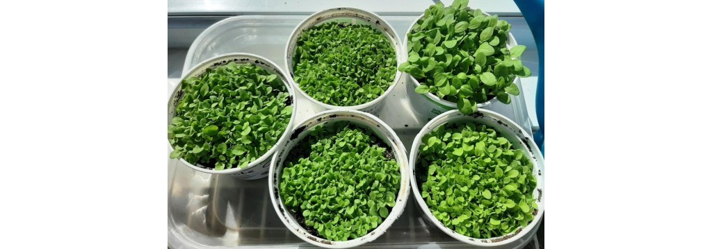 2023 Tobacco seedlings