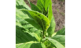 Tobacco plants - Aphids control