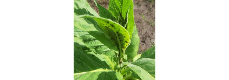 Tobacco plants - Aphids control