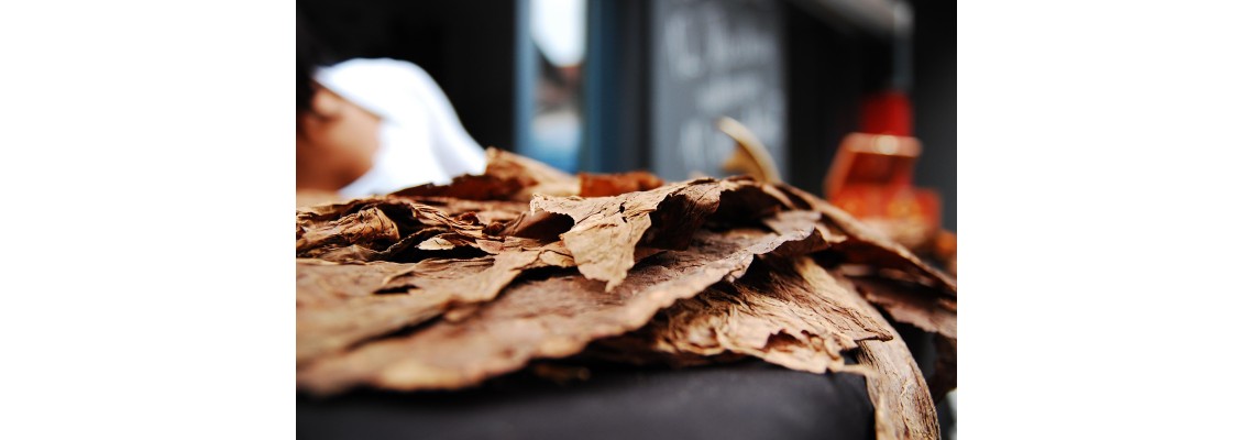 Complete Guide to Ceremonial Tobacco Varieties and Uses