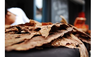 Complete Guide to Ceremonial Tobacco Varieties and Uses