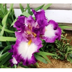 German Iris
