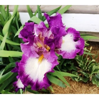 German Iris
