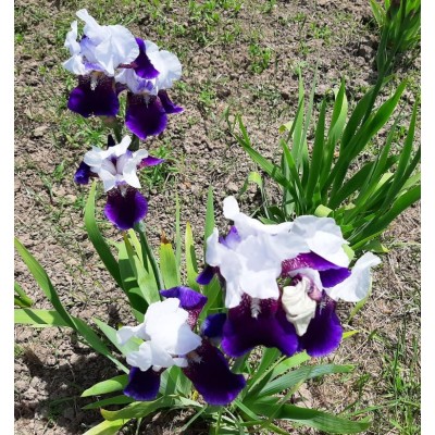 German Iris