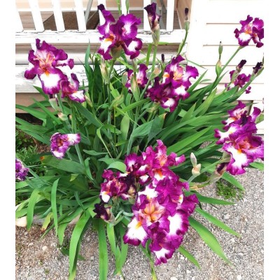 German Iris