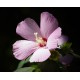 Hibiscus Luna Rose, seeds