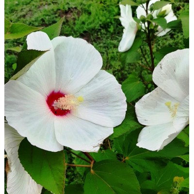 Hibiscus Luna White, seeds