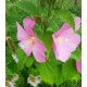 Hibiscus Luna Rose, seeds