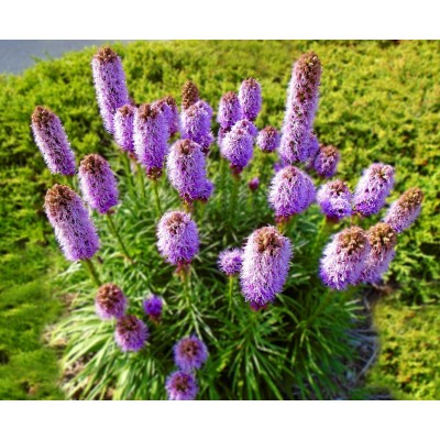 Liatris Purple Blazing Star, seeds