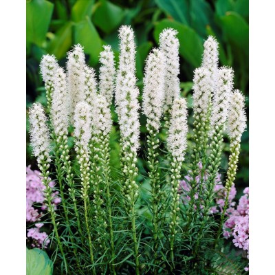 Liatris White Blazing Star, seeds