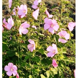 Hibiscus Luna Rose, seeds