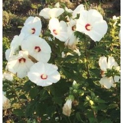 Hibiscus Luna White, seeds