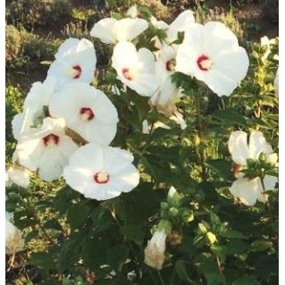 Hibiscus Luna White, seeds