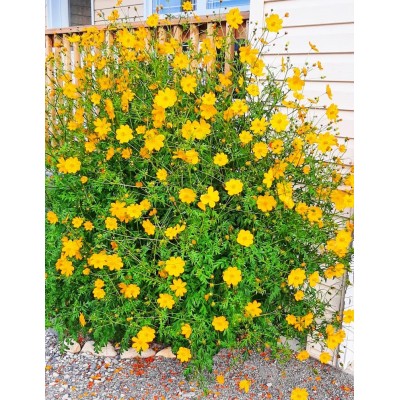 Sulpher Cosmos, seeds