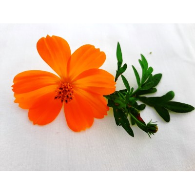 Sulpher Cosmos, seeds