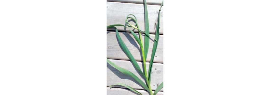 Hardneck vs. Softneck Garlic: Key Differences for Growers