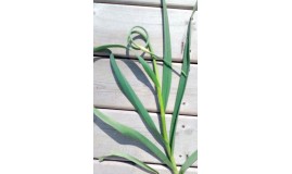 Hardneck vs. Softneck Garlic: Key Differences for Growers