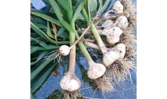 How to Harvest, Cure, and Store Hardneck Garlic