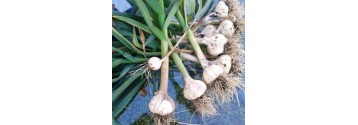 How to Harvest, Cure, and Store Hardneck Garlic