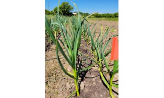 Soil Preparation and Fertilization for Hardneck Garlic