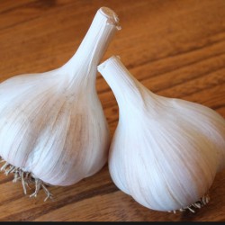 Growing Garlic
