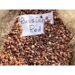 Russian Red Hardneck, garlic seeds