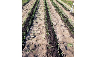 Early Spring Garlic Care: Loosen Soil and Feed for a Strong Harvest