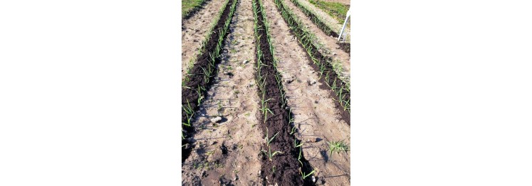 Early Spring Garlic Care: Loosen Soil and Feed for a Strong Harvest