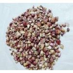 German RedHardneck, garlic seeds