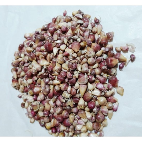 German RedHardneck, garlic seeds