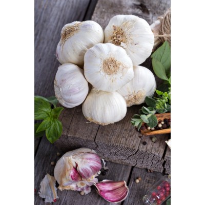 Sicilian Gold, garlic seeds bulb Sicilian Gold, garlic seeds bulb