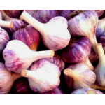 Kostyn Red, garlic seeds bulb