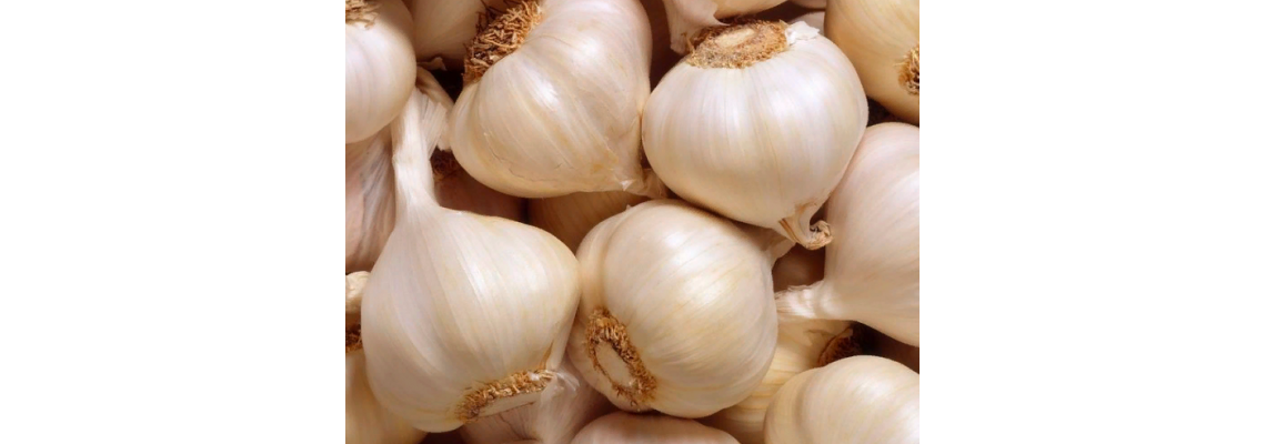 Choosing the Right Size Garlic Bulbs to Plant