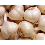 Music, garlic seeds bulb