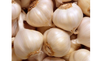 Choosing the Right Size Garlic Bulbs to Plant