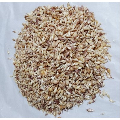 Music Hardneck, garlic seeds