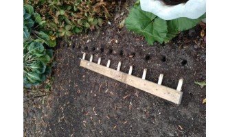 When and How to Plant Hardneck Garlic Seed Bulbs