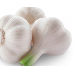 Northern Quebec, garlic seeds bulb