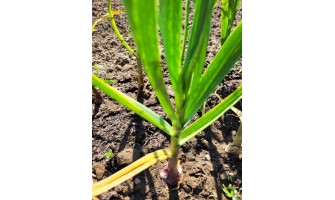 How to grow Softneck Garlic