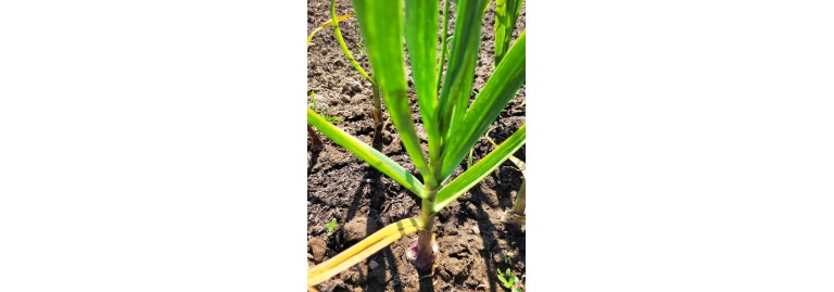 How to grow Softneck Garlic