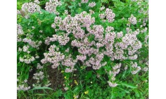 Health Benefits of Wild Oregano (Dushitsa)