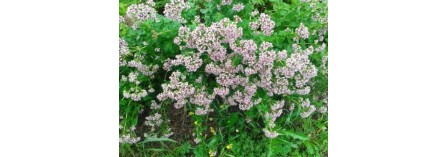 Health Benefits of Wild Oregano (Dushitsa)