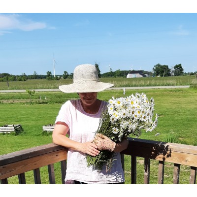Chamomile Wild, seeds
