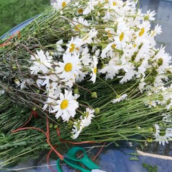 Chamomile Wild, seeds Chamomile Wild, seeds