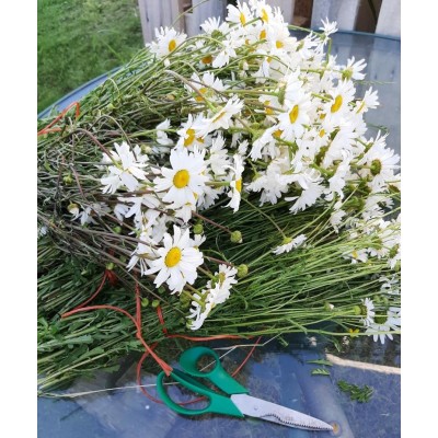 Chamomile Wild, seeds