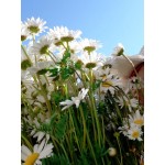 Chamomile Wild, seeds