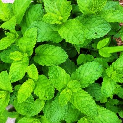 Spearmint, Herbal Tea Spearmint, Herbal Tea