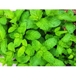 Spearmint, Herbal Tea Spearmint, Herbal Tea