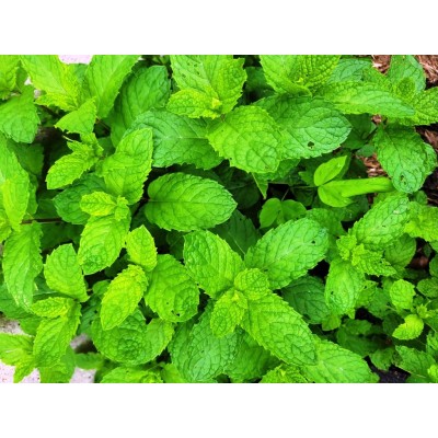 Spearmint, Herbal Tea