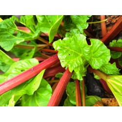 Rhubarb, seeds Rhubarb, seeds